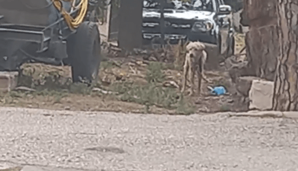 Τυφλός σκύλος ήταν μόνιμα αλυσοδεμένος σε περίφραξη σπιτιού - Απομακρύνθηκε και «ζητά» σπίτι