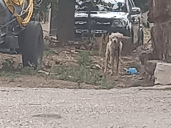 Τυφλός σκύλος ήταν μόνιμα αλυσοδεμένος σε περίφραξη σπιτιού - Απομακρύνθηκε και «ζητά» σπίτι