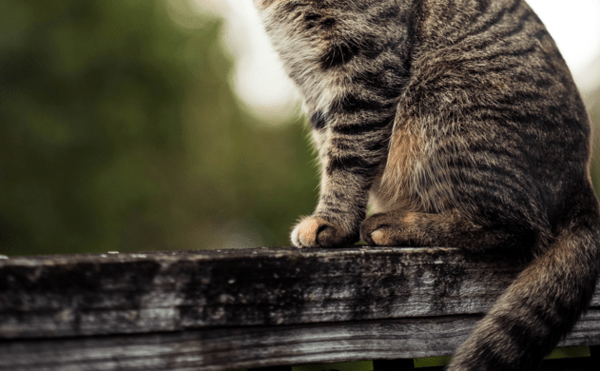 Μαγνησία: Ηλικιωμένος βρέθηκε νεκρός και «φαγωμένος» από γάτες 