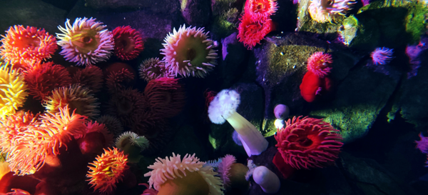 Επιστήμονες αναπαρήγαγαν απειλούμενα είδη κοραλλιών για την αποκατάσταση των υφάλων