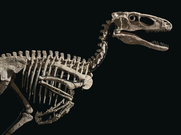 Σκελετός δεινοσαύρου πωλήθηκε έναντι 12,4 εκατ.$ 
