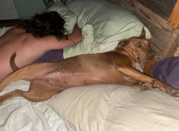 Ξύπνησαν και βρήκαν στο κρεβάτι έναν σκύλο που δεν ήταν δικός τους- Είχε χαθεί, δεν ήθελε να φύγει από εκεί