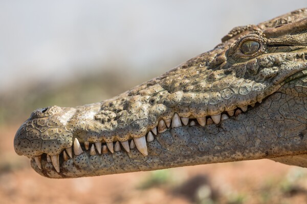 Man wrestles free from freshwater crocodile at remote Queensland waterfall