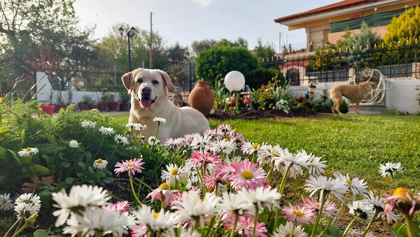 10 νέες φωτογραφίες απ' τα τέλεια ζώα των αναγνωστών μας #864