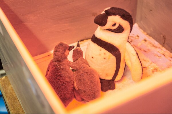 Ζωολογικός κήπος μεγαλώνει μωρά πιγκουίνους με λούτρινα κουκλάκια "για να κάνουν αγκαλιές"