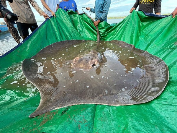 Watch a Giant Stingray’s Safe Return to Its River Home