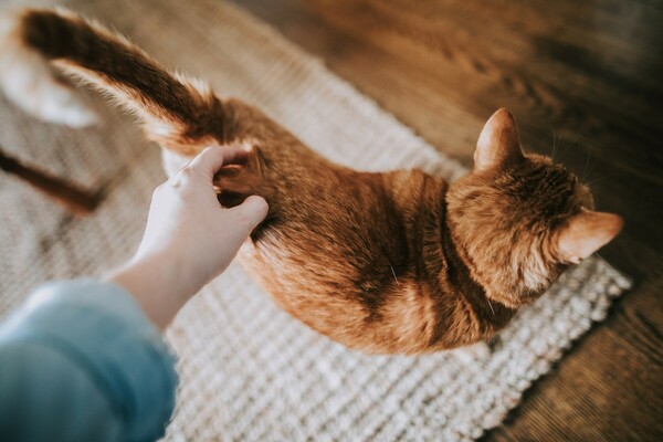 «Με αγαπάει η γάτα μου;»: Μπορούν να εκφράσουν αγάπη, απλώς δεν θέλουν (συνεχώς) χάδια