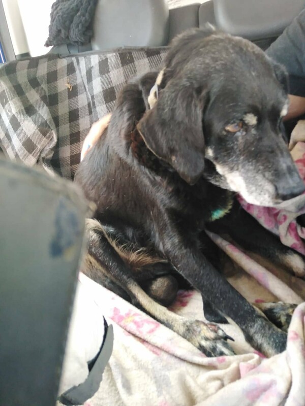 Χανιά: Άνδρας έδεσε τον σκύλο του σε προφυλακτήρα και τον έσερνε με το αυτοκίνητο 