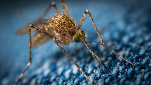 Τα κουνούπια προτιμούν συγκεκριμένη ομάδα αίματος - Τι ισχύει με το αλκοόλ και τον ιδρώτα