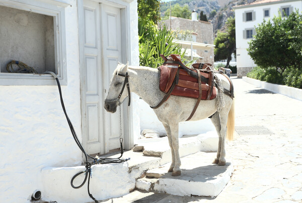 Διαμαρτυρίες το Σάββατο για τα γαϊδουράκια στον Πειραιά και τη Ρόδο