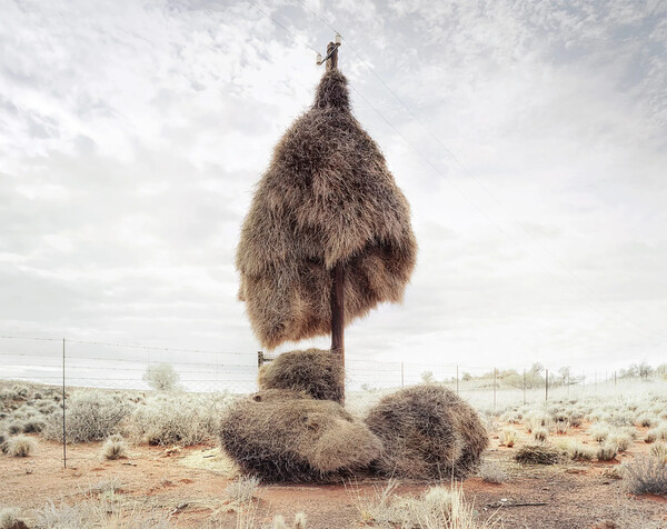 social weaver nest