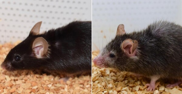 Επιστήμονες αντέστρεψαν τη γήρανση σε ποντίκια και θέλουν να κάνουν το ίδιο με ανθρώπους