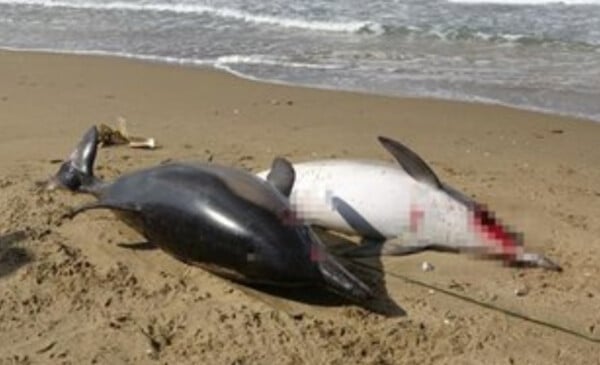 Η ρωσική εισβολή σκοτώνει και τα δελφίνια στη Μαύρη Θάλασσα -Ξεβράζονται νεκρά στις ακτές