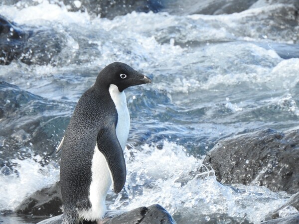 «Φωνακλάδες και αντικοινωνικοί»: Μέσα στο κέντρο προστασίας του υπό εξαφάνιση πιγκουίνου «hoiho» στη Νέα Ζηλανδία