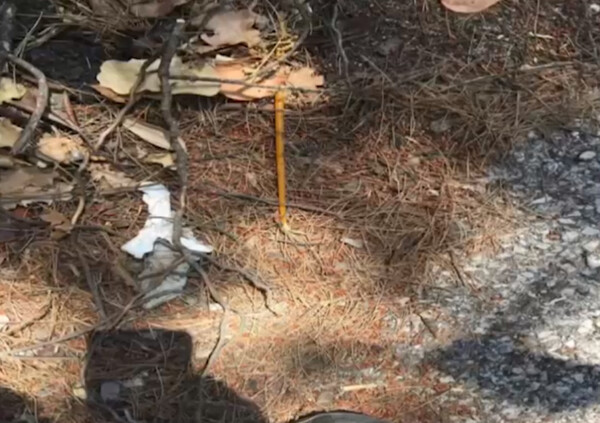 Στον εισαγγελέα ο Βρετανός που συνελήφθη για εμπρησμό στη Μαλακάσα