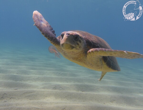 Μάριος: Η θαλάσσια χελώνα της Νάξου που έγινε viral για τη «μεγάλη όρεξη» για μωβ μέδουσες