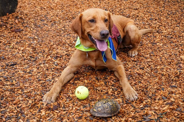 Οι χελώνες μειώνονται δραματικά και ζωολογικός κήπος εκπαίδευσε σκύλο που τις διασώζει