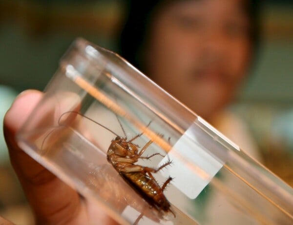 Η αναπαραγωγή της κατσαρίδας έχει πάρει μια περίεργη τροπή- Και φταίει ο άνθρωπος