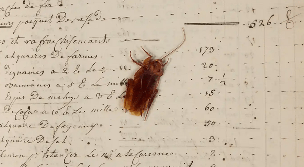 Ανακαλύφθηκε κατσαρίδα του 18ου αιώνα σε βιβλίο πλοίου που μετέφερε σκλάβους
