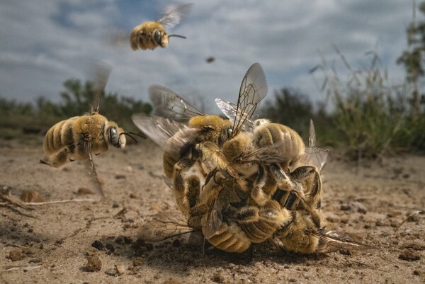 Winners of the 2022 BigPicture Natural World Photography Contest Celebrate Biodiversity