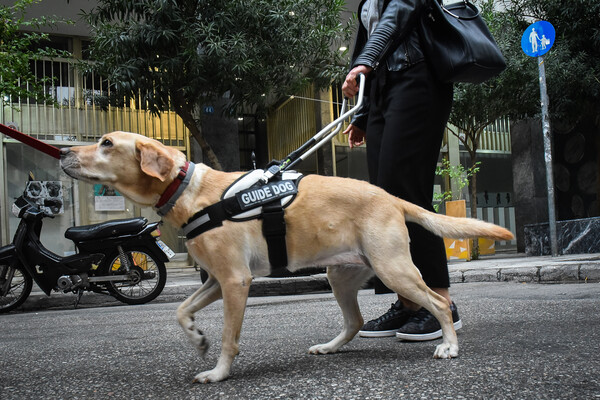 Καταδικάστηκε οδηγός ταξί που αρνήθηκε να επιβιβάσει τυφλή λόγω του σκύλου της - Άσκησε βία σε βάρος του ζώου