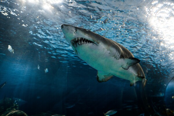 Επίθεση καρχαρία σε κολυμβητή σε παραλία της Καλιφόρνια – Νοσηλεύεται τραυματισμένος 