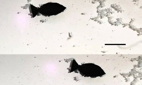 Scientists unveil bionic robo-fish to remove microplastics from seas