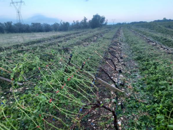 Η κακοκαιρία σάρωσε περιοχές της Αν. Μακεδονίας και τις Σέρρες -Καταστράφηκαν καλλιέργειες, έπεσαν δέντρα 