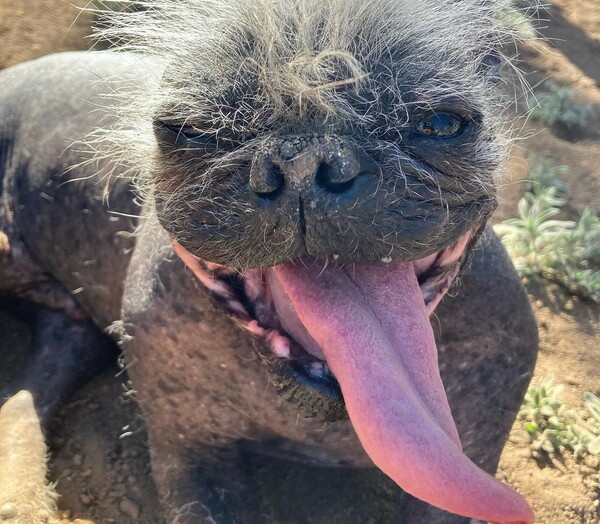 Mr.Happy Face, αυτός είναι ο πιο άσχημος σκύλος του κόσμου
