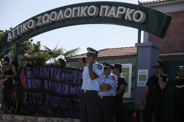 «Δεν ήταν εξόντωση, ήταν δολοφονία»; Διαμαρτυρία στο Αττικό Ζωολογικό Πάρκο, για τη θανάτωση του χιμπατζή