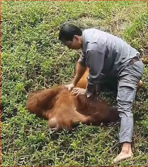 Βιετνάμ: Φροντιστής ζωολογικού κήπου σώζει ουρακοτάγκο από πνιγμό και του κάνει ΚΑΡ.Π.Α για να τον επαναφέρει 