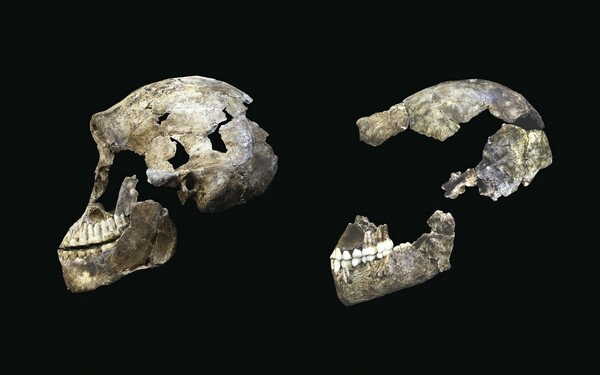 Η «Κα Πλες» είναι (σχεδόν) συνομήλικη με τη «Λούσι»: Σημαντικές αποκαλύψεις από τη μελέτη απολιθωμάτων 