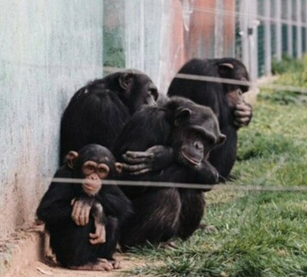 Αττικό Ζωολογικό Πάρκο: «Ποινικό αδίκημα η θανάτωση του χιμπατζή» - Αναλαμβάνει την υπόθεση ο Κούγιας