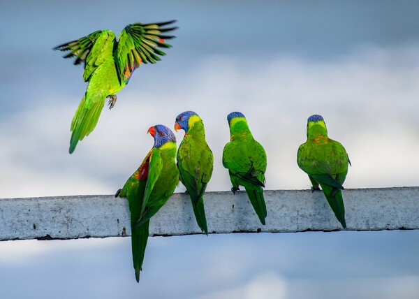Urban Wildlife Photography Awards 2022: Φωτογραφίες άγριας ζωής μέσα στα τείχη των πόλεων