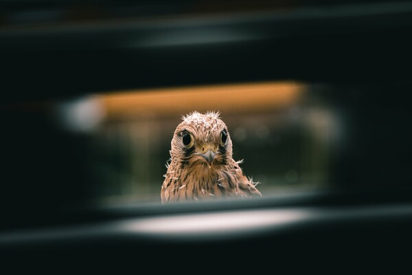 Urban Wildlife Photography Awards 2022: Φωτογραφίες άγριας ζωής μέσα στα τείχη των πόλεων