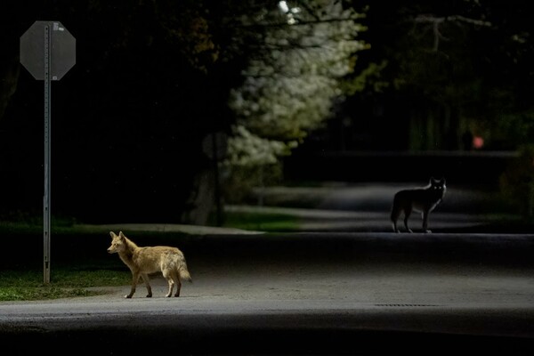 Urban Wildlife Photography Awards 2022: Φωτογραφίες άγριας ζωής μέσα στα τείχη των πόλεων