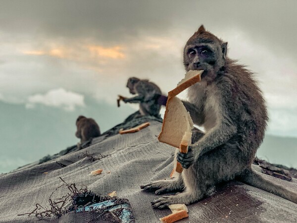 Urban Wildlife Photography Awards 2022: Φωτογραφίες άγριας ζωής μέσα στα τείχη των πόλεων
