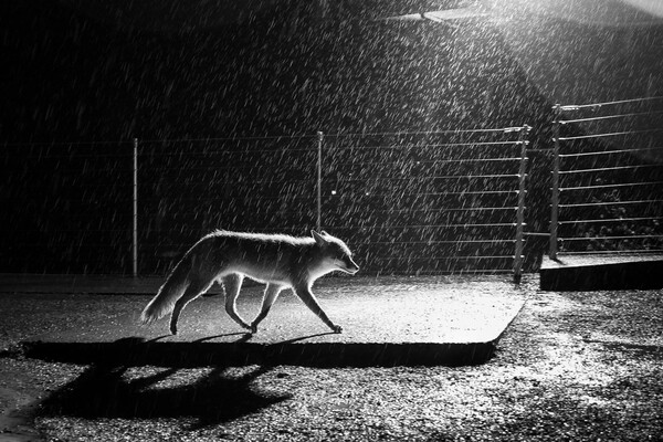 Urban Wildlife Photography Awards 2022: Φωτογραφίες άγριας ζωής μέσα στα τείχη των πόλεων
