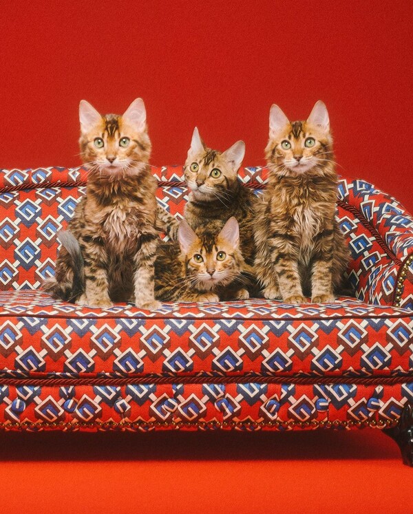 Ο οίκος Gucci παρουσίασε κολεξιόν για σκύλους και γάτες