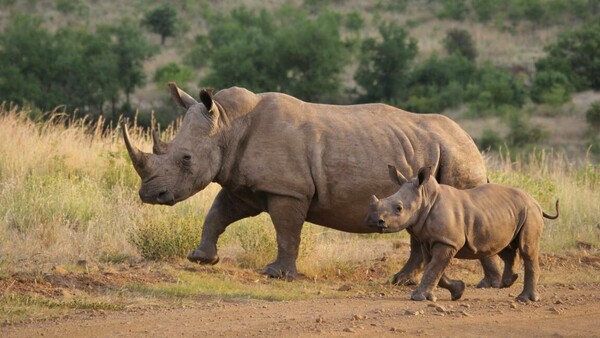 white rhinos