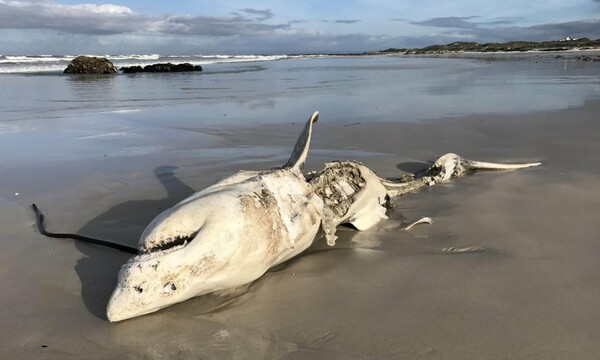 Orcas are eating great white sharks’ livers off South Africa’s coast