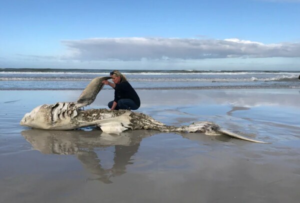 Orcas are eating great white sharks’ livers off South Africa’s coast