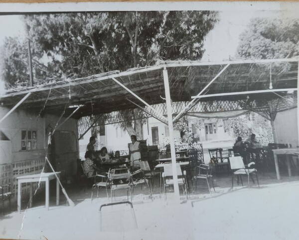Ευκάλυπτος