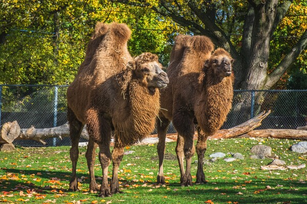 Καμήλα δάγκωσε το κεφάλι υπαλλήλου ζωολογικού πάρκου και τον έσερνε για μέτρα
