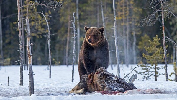 Bear photography takes great-grandmother round the world