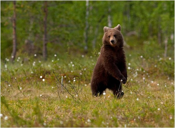 Bear photography takes great-grandmother round the world