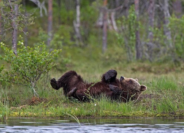 Bear photography takes great-grandmother round the world