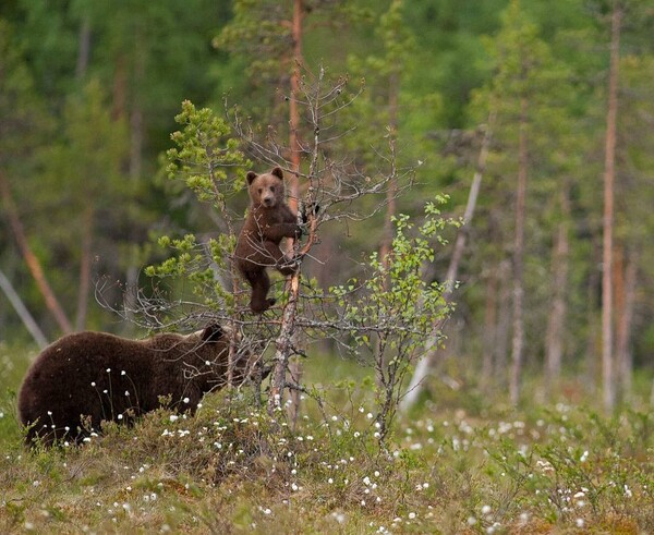 Bear photography takes great-grandmother round the world