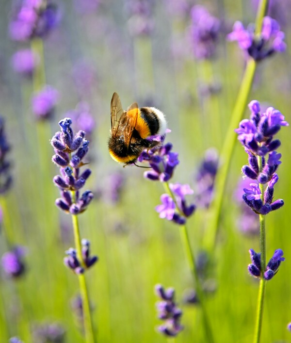 «Ιδιαίτερα ευφυείς, αναγνωρίζουν πρόσωπα, μετρούν, έχουν αισθήματα»: Νέο βιβλίο - «ωδή» στις μέλισσες