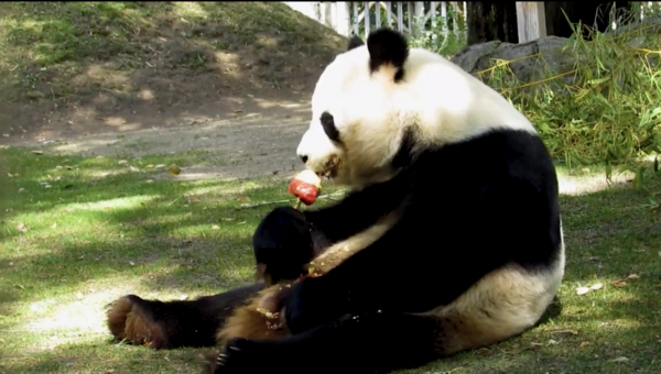 Animals in Madrid Zoo chew on popsicles for heatwave relief